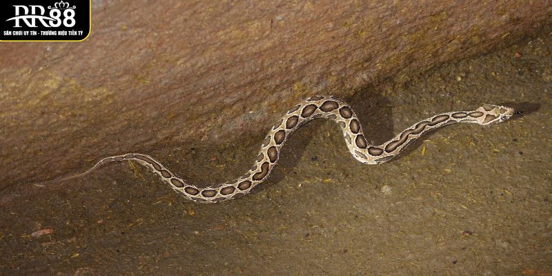 thay-ran-chui-vao-nha-trong-mo