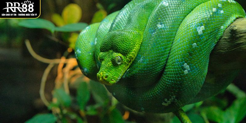 y-nghia-dan-gian-ve-giac-mo-thay-ran-la-diem-gi