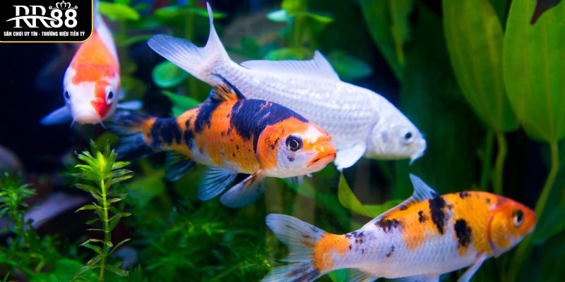 con-45-54-se-la-lua-chon-hop-ly